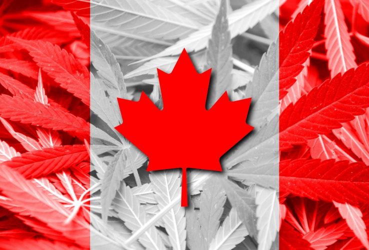 dispensarioandino-marihuana-medicinal-canada