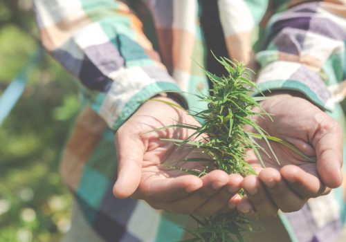 cannabis medicinal y estigmatización - Dispensario Andino