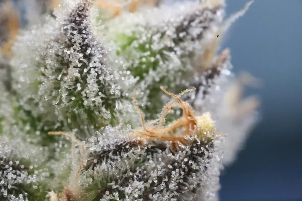Macro de tricomas de cannabis sobre una flor resinosa, con pistilos y detalle de glándulas brillantes.