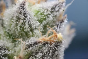 Macro de tricomas de cannabis sobre una flor resinosa, con pistilos y detalle de glándulas brillantes.