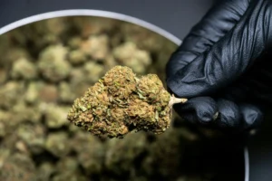 Señales cannabis de baja calidad en Flor de cannabis en primer plano con tricomas visibles y fondo oscuro.