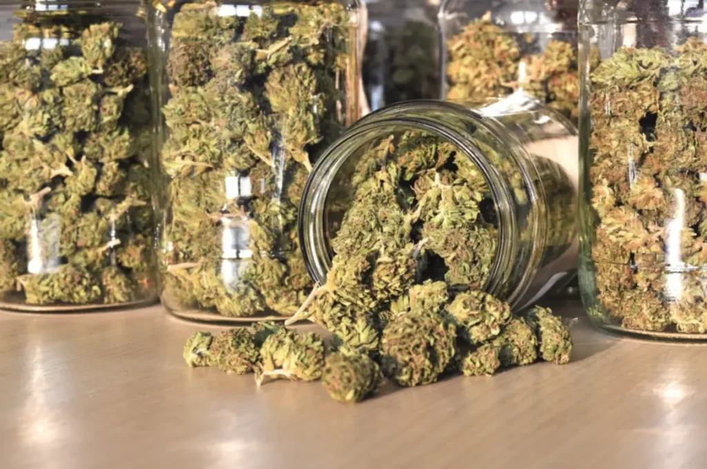 Almacenar marihuana medicinal en frascos de vidrio herméticos con flores de cannabis secas.