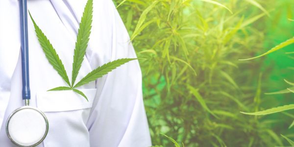 Medical marijuana, alternative herbal medicine concept consulta médica cannabis medicinal